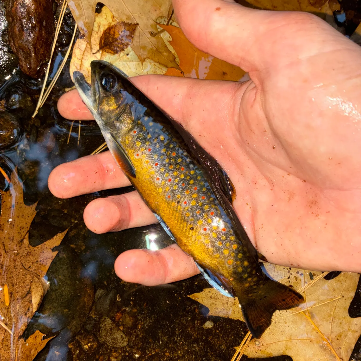 Brook trout caught on Fishbrain