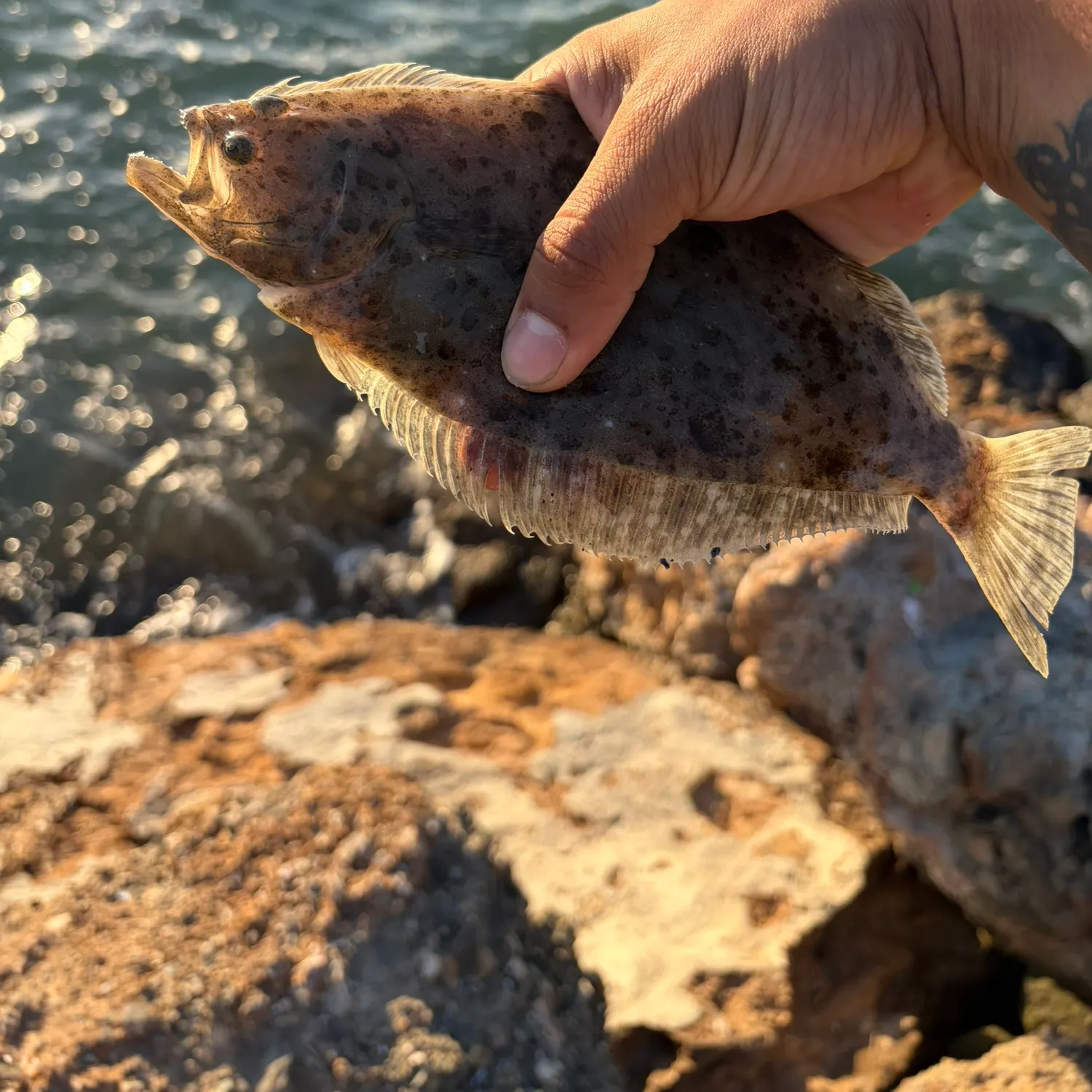 California halibut caught on Fishbrain
