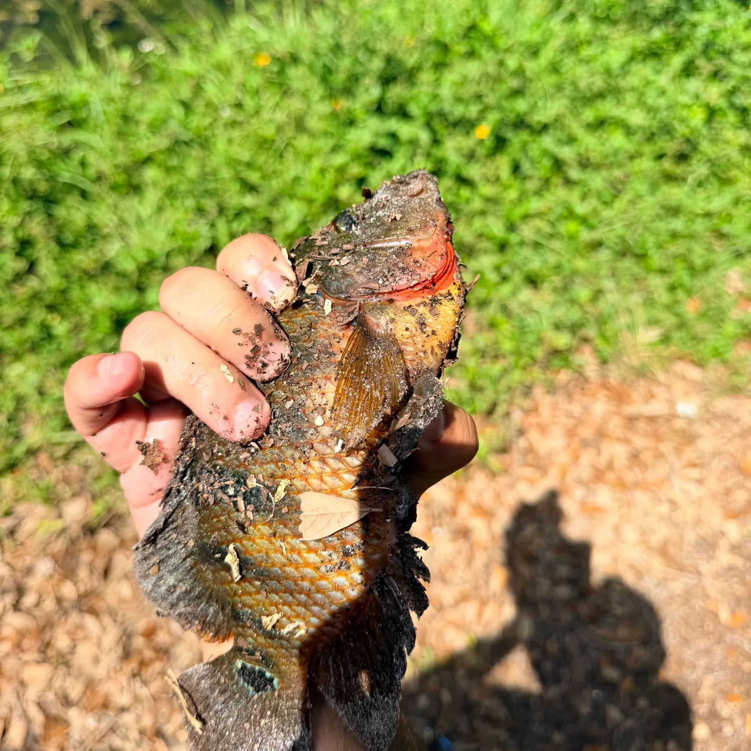Mayan cichlid caught on Fishbrain