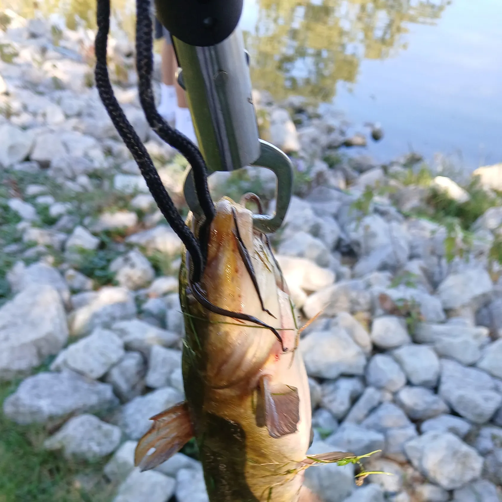 Black bullhead caught on Fishbrain
