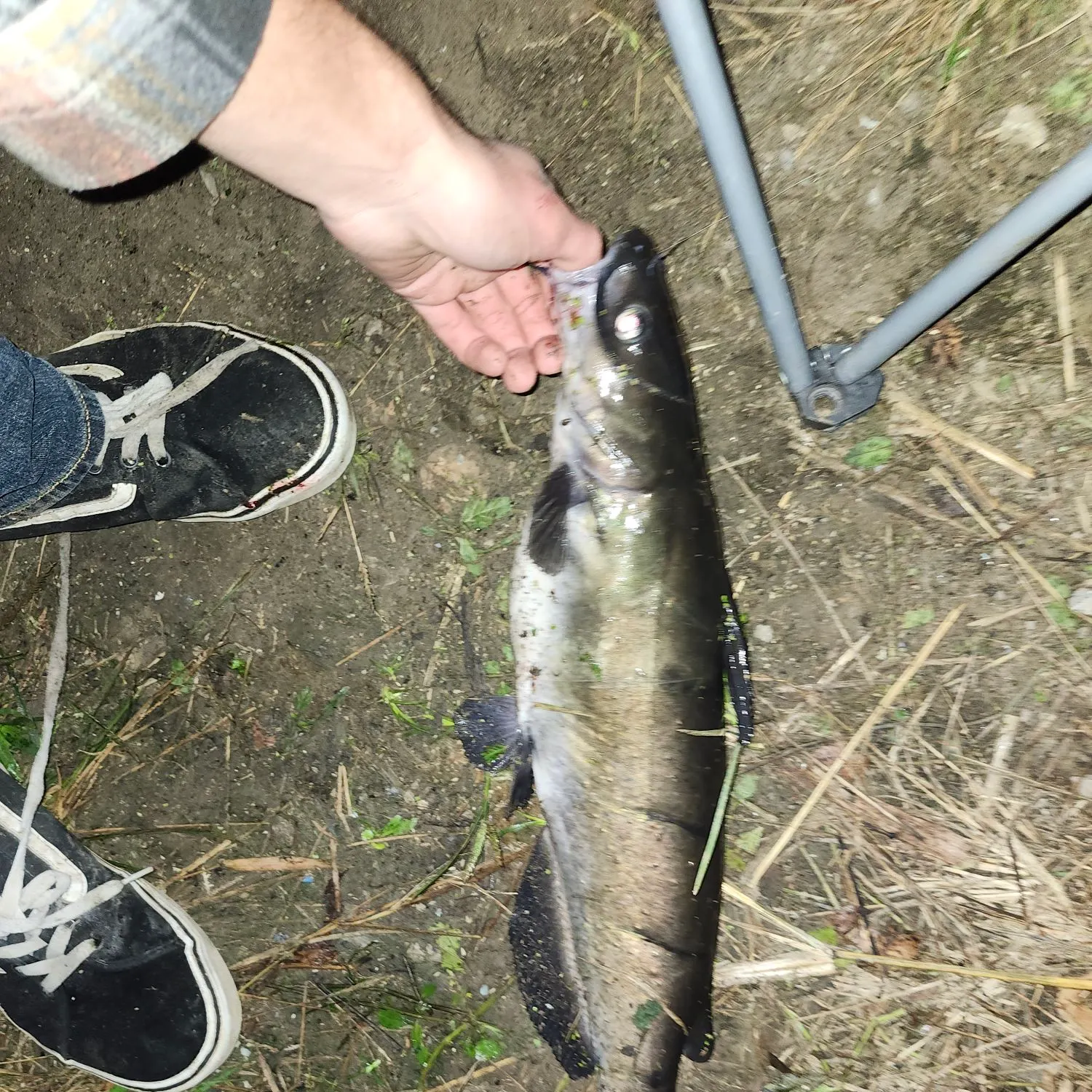 Channel catfish caught on Fishbrain