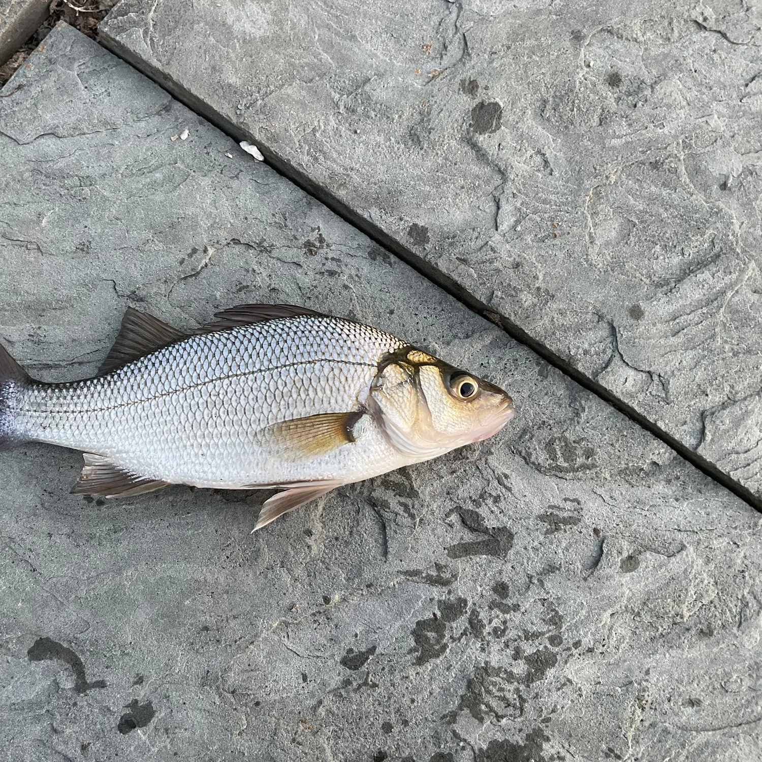 White perch caught on Fishbrain