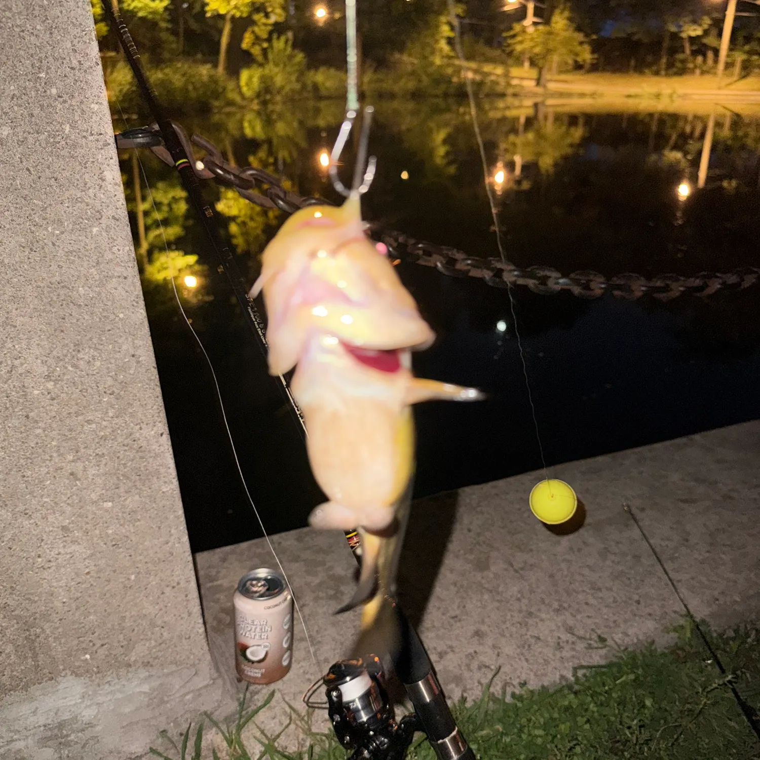 Channel catfish caught on Fishbrain