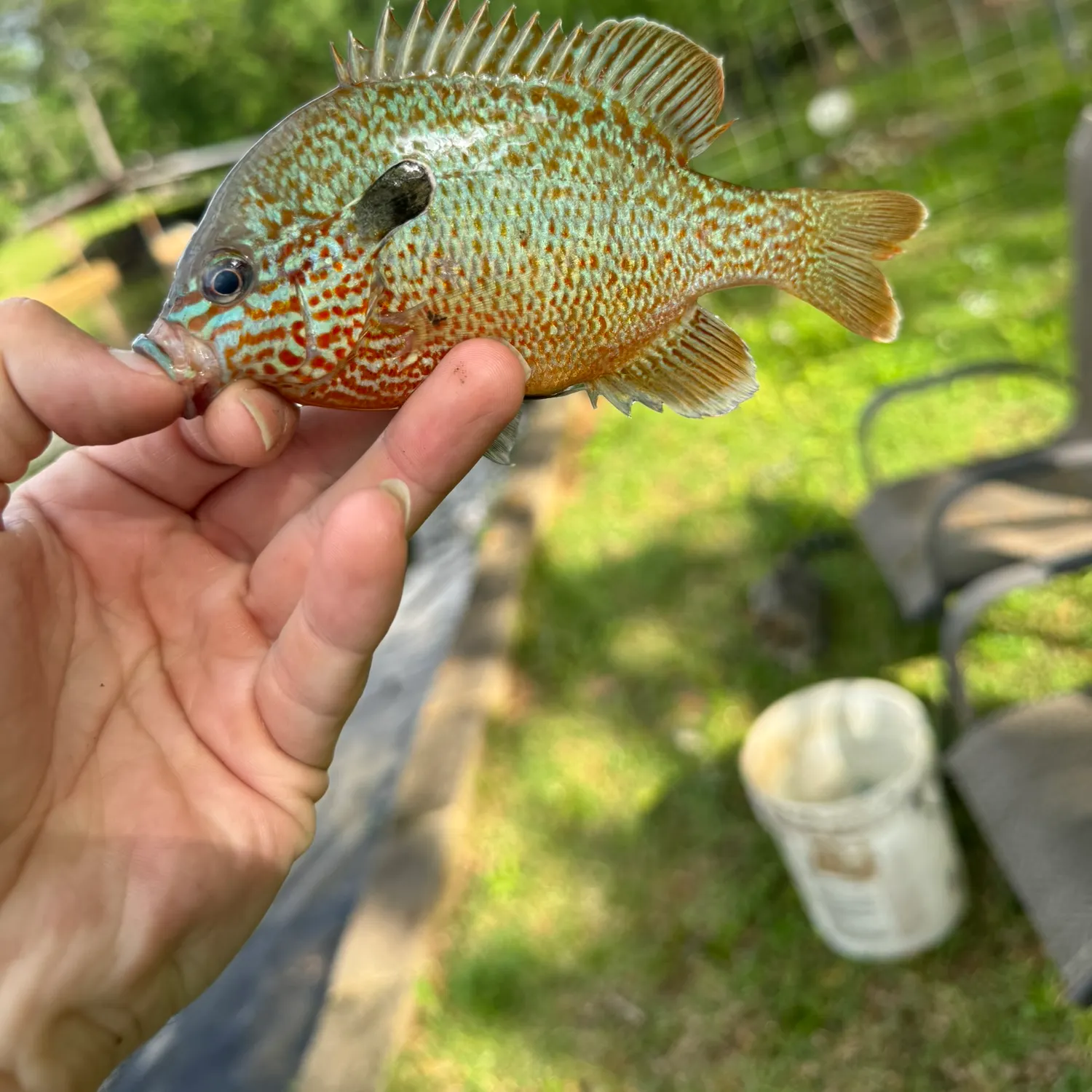 Pumpkingill hybrid caught on Fishbrain