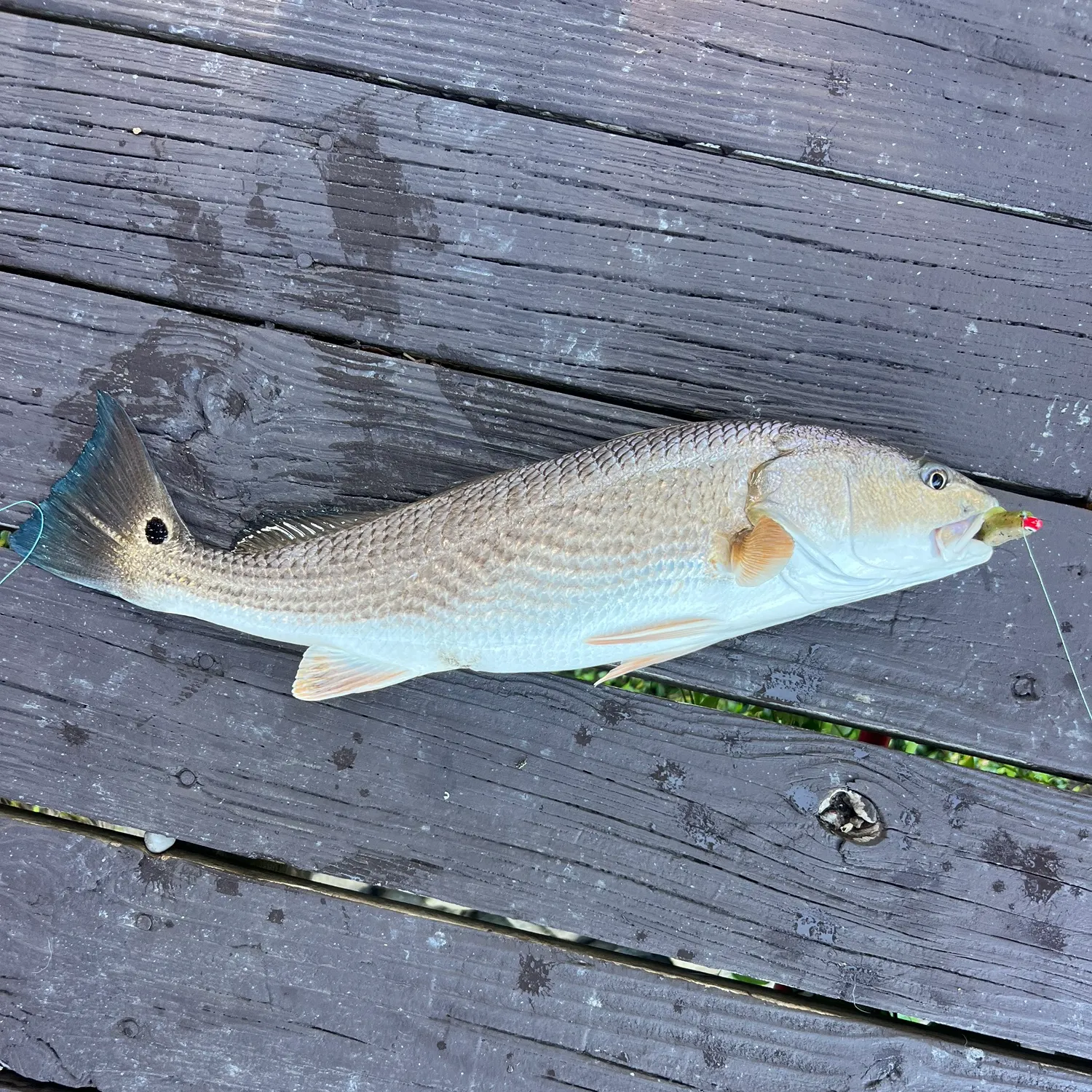 Red drum caught on Fishbrain