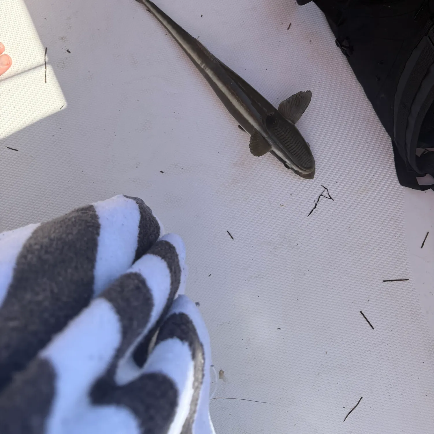 The most recent Common remora catches on Fishbrain