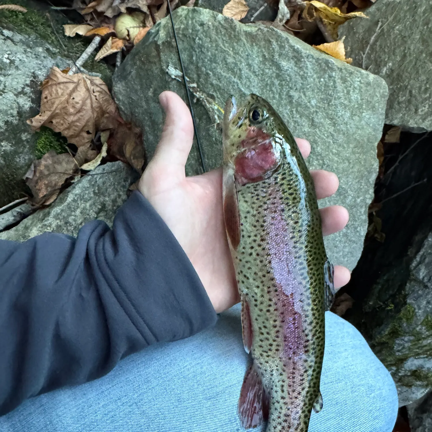 Rainbow trout caught on Fishbrain