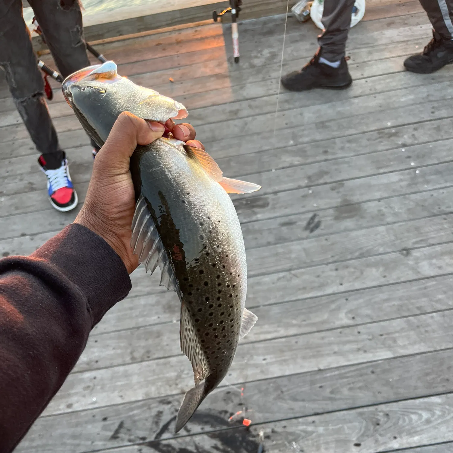 recently logged catches