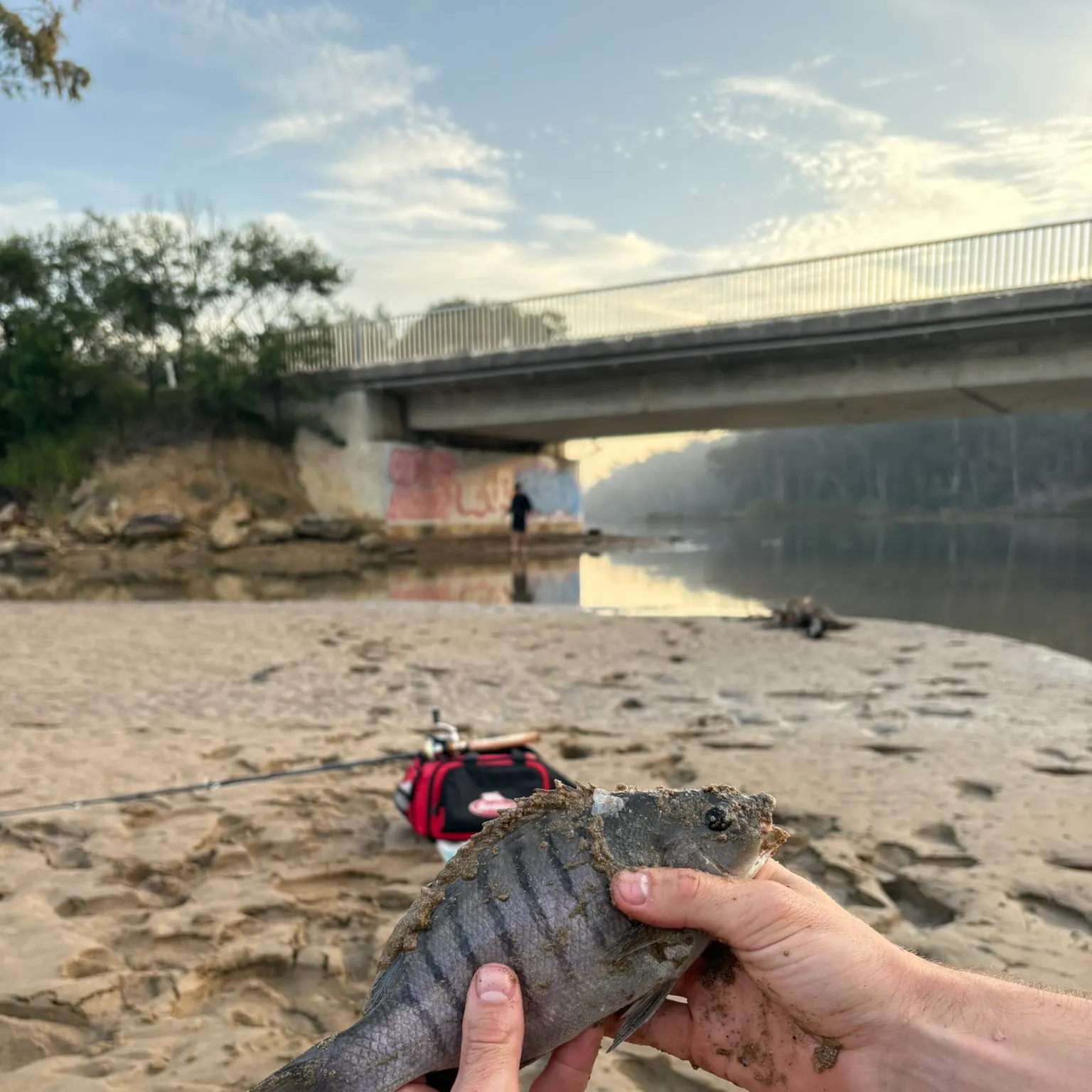 The most recent Luderick catches on Fishbrain