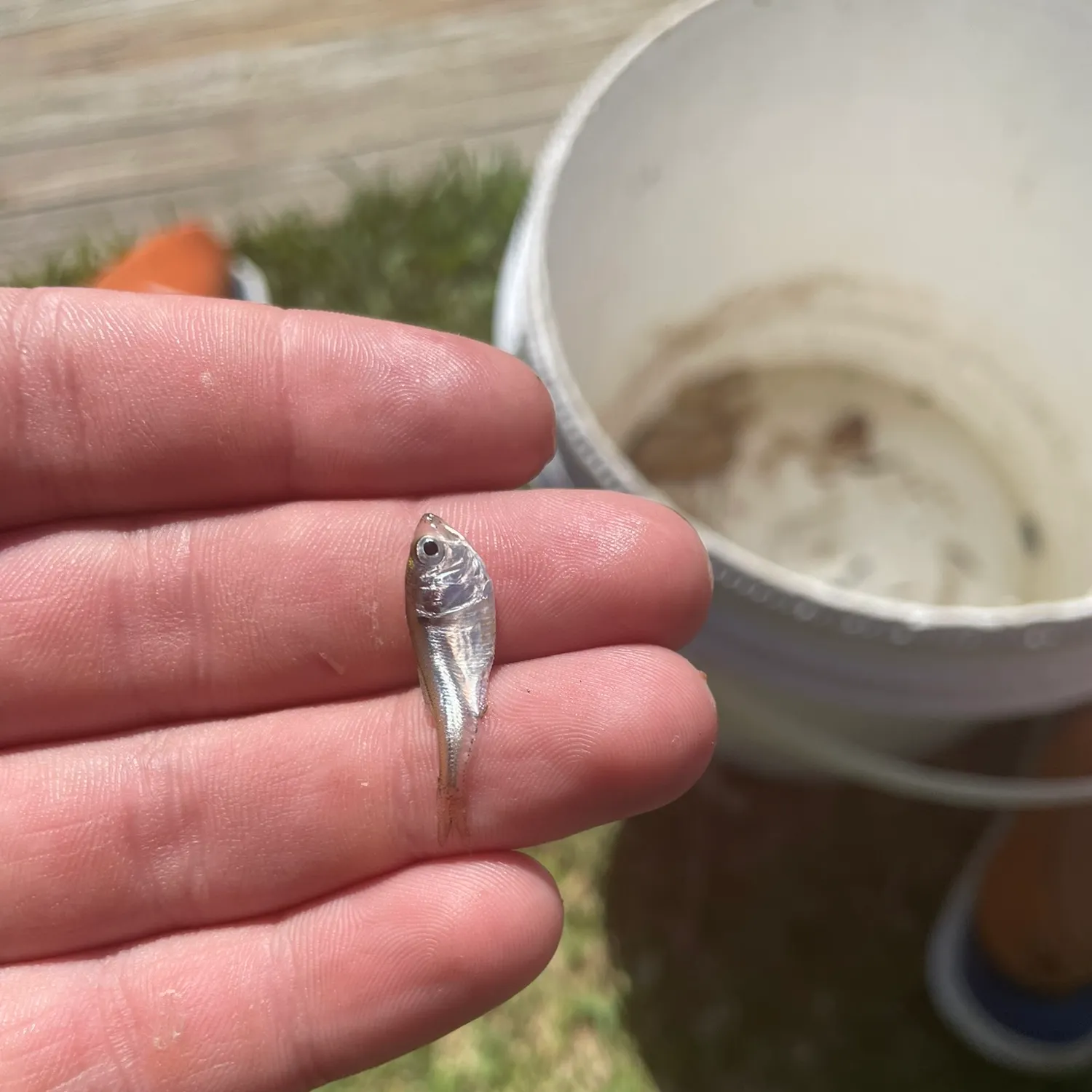 The most recent American shad catches on Fishbrain