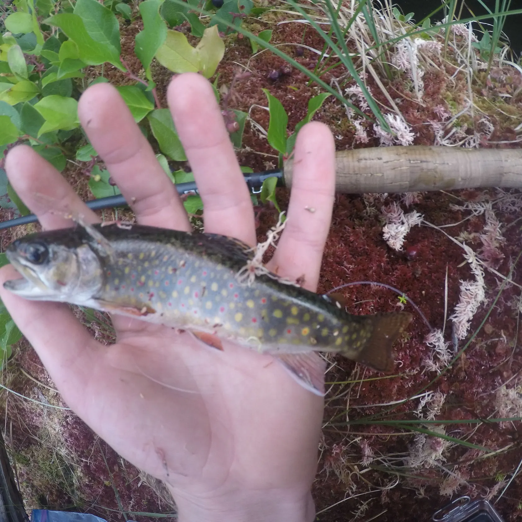Brook trout caught on Fishbrain