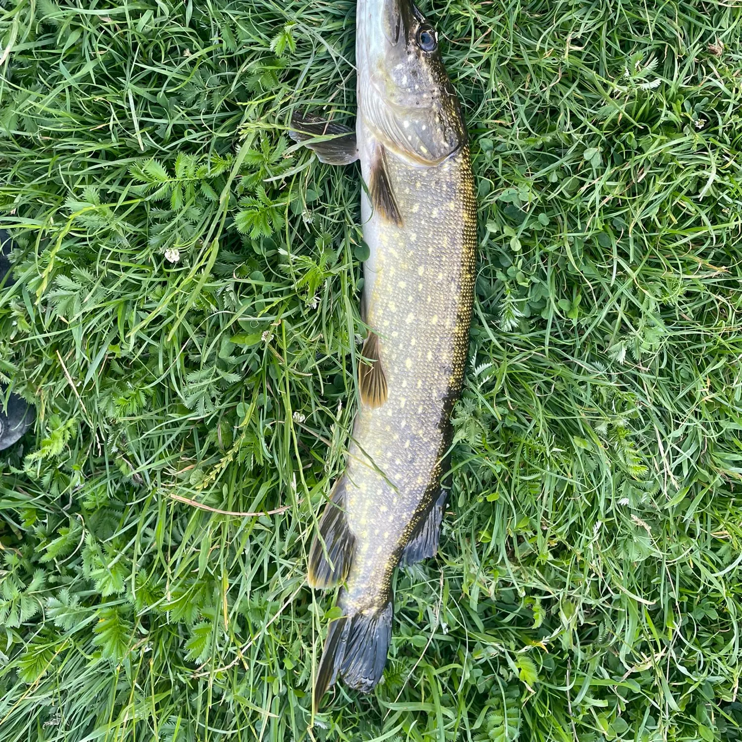 Northern pike caught on Fishbrain