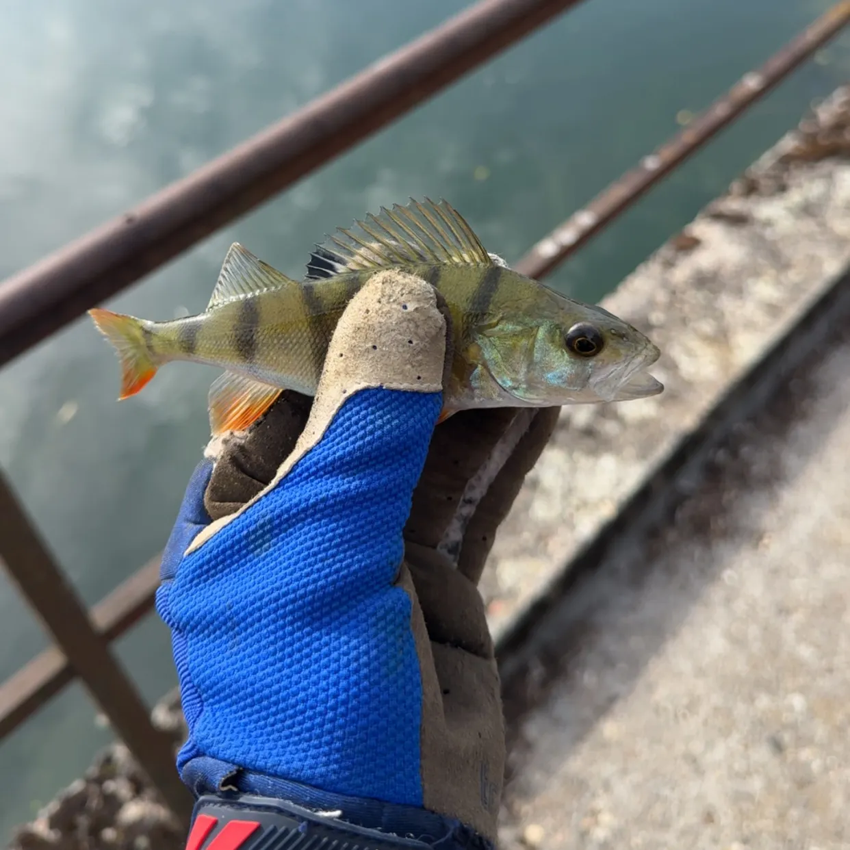 European perch caught on Fishbrain