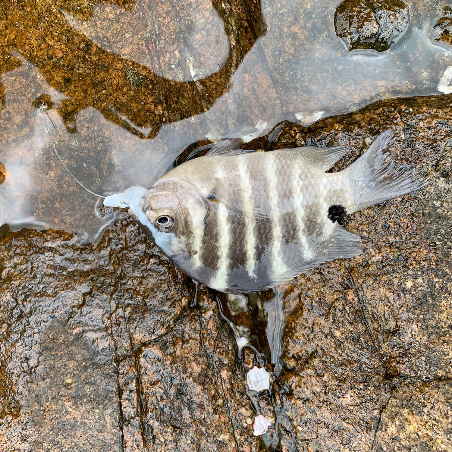 The most recent Blackspot sergeant catches on Fishbrain