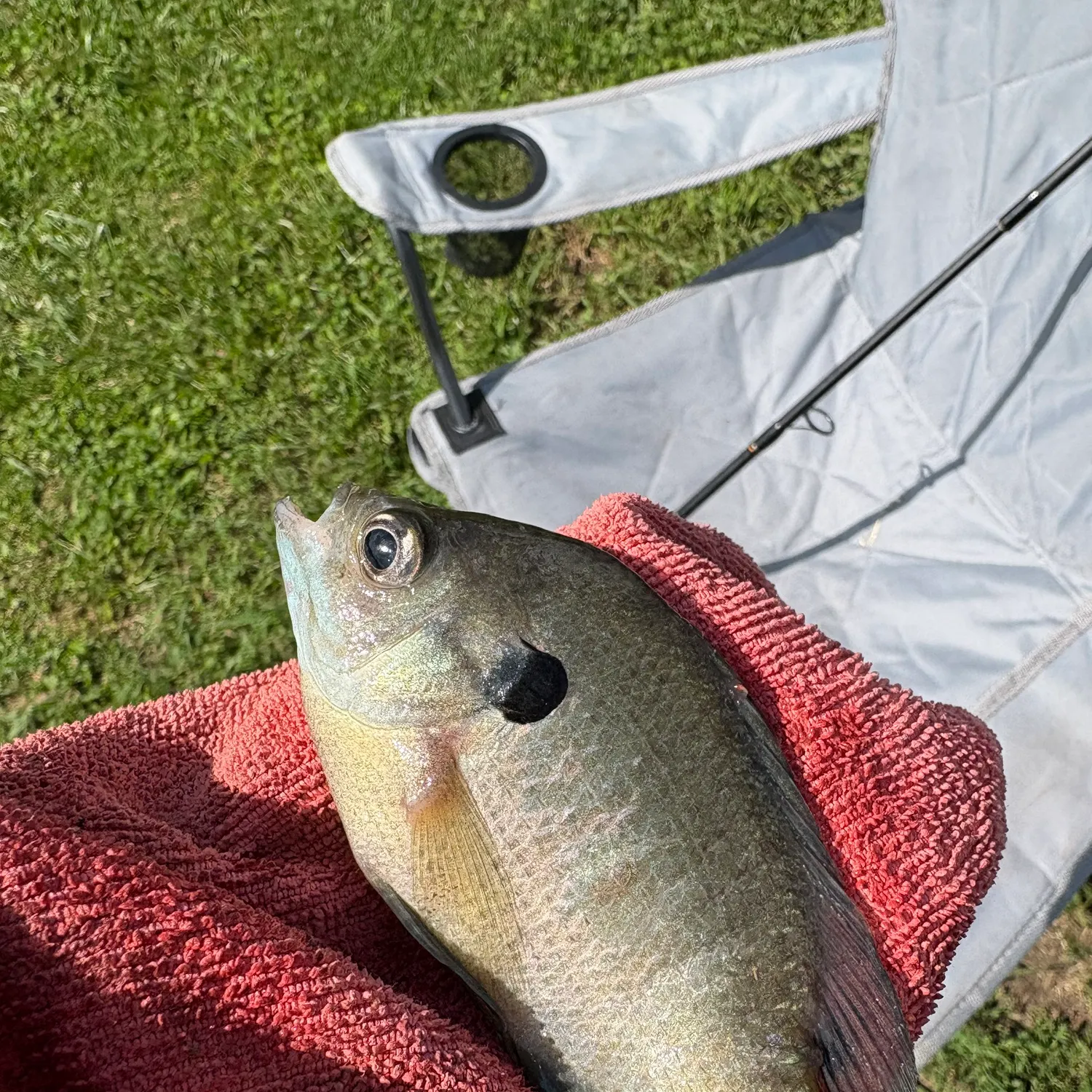 Bluegill caught on Fishbrain
