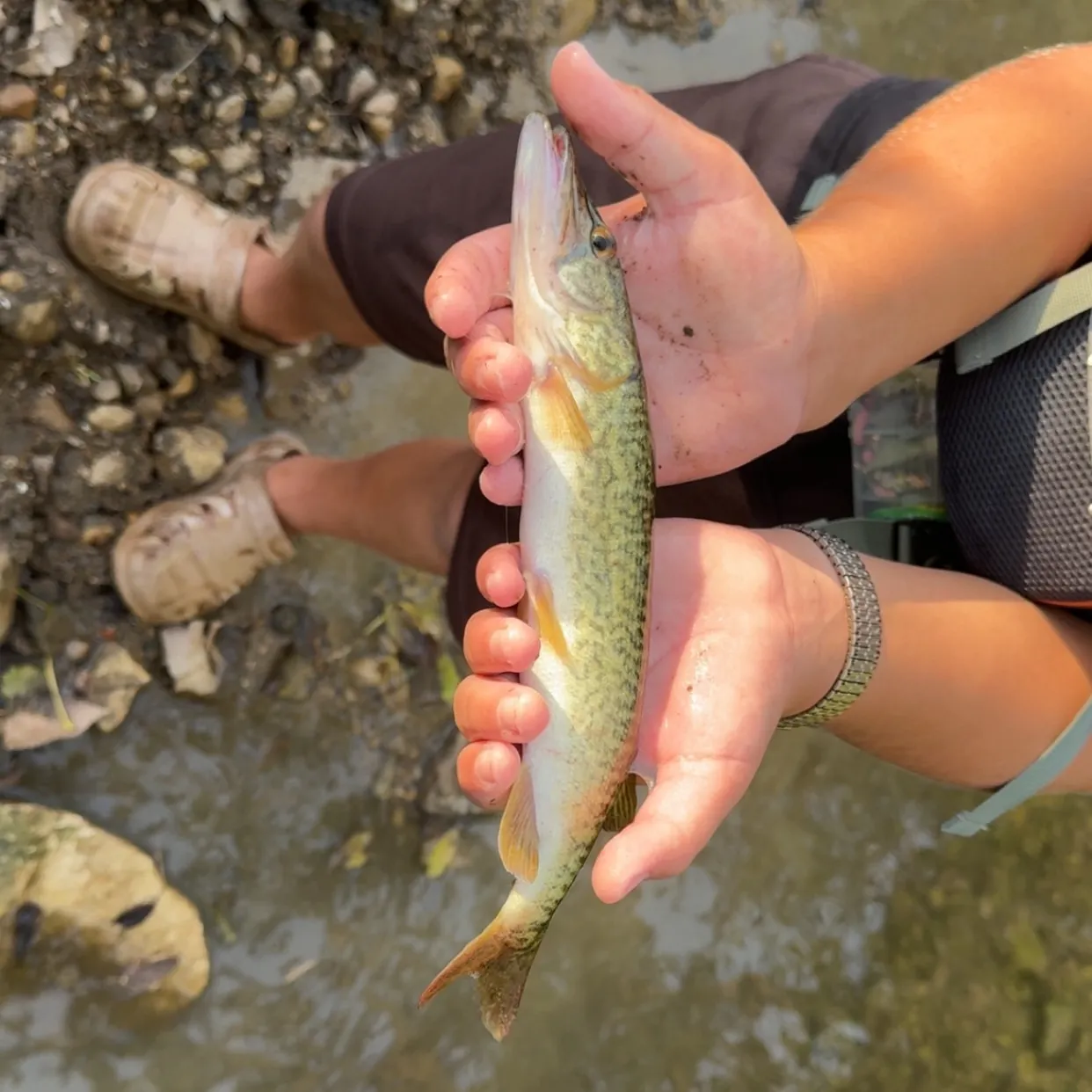 The most recent Grass pickerel catches on Fishbrain