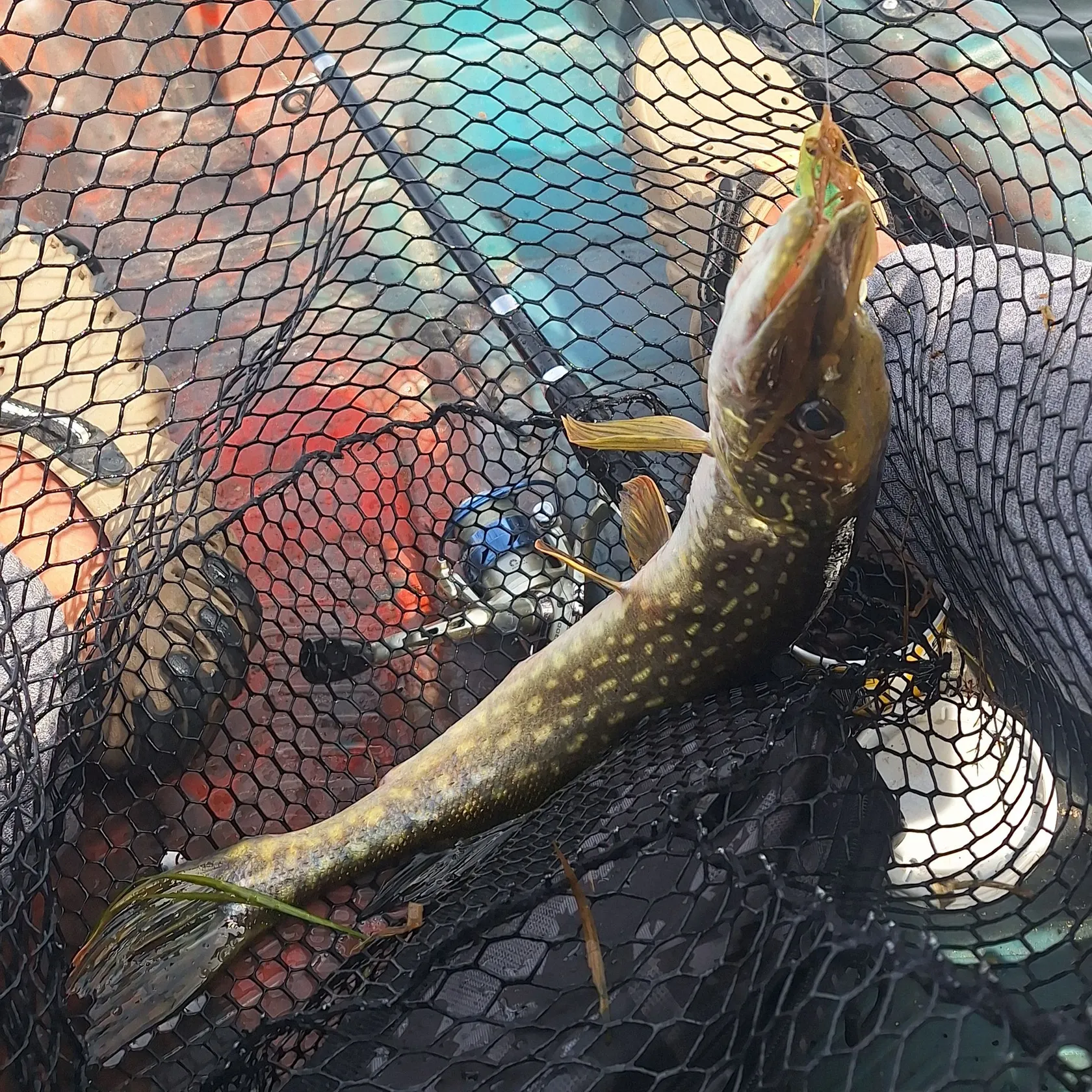 Northern pike caught on Fishbrain