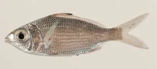 Bigeye mojarra