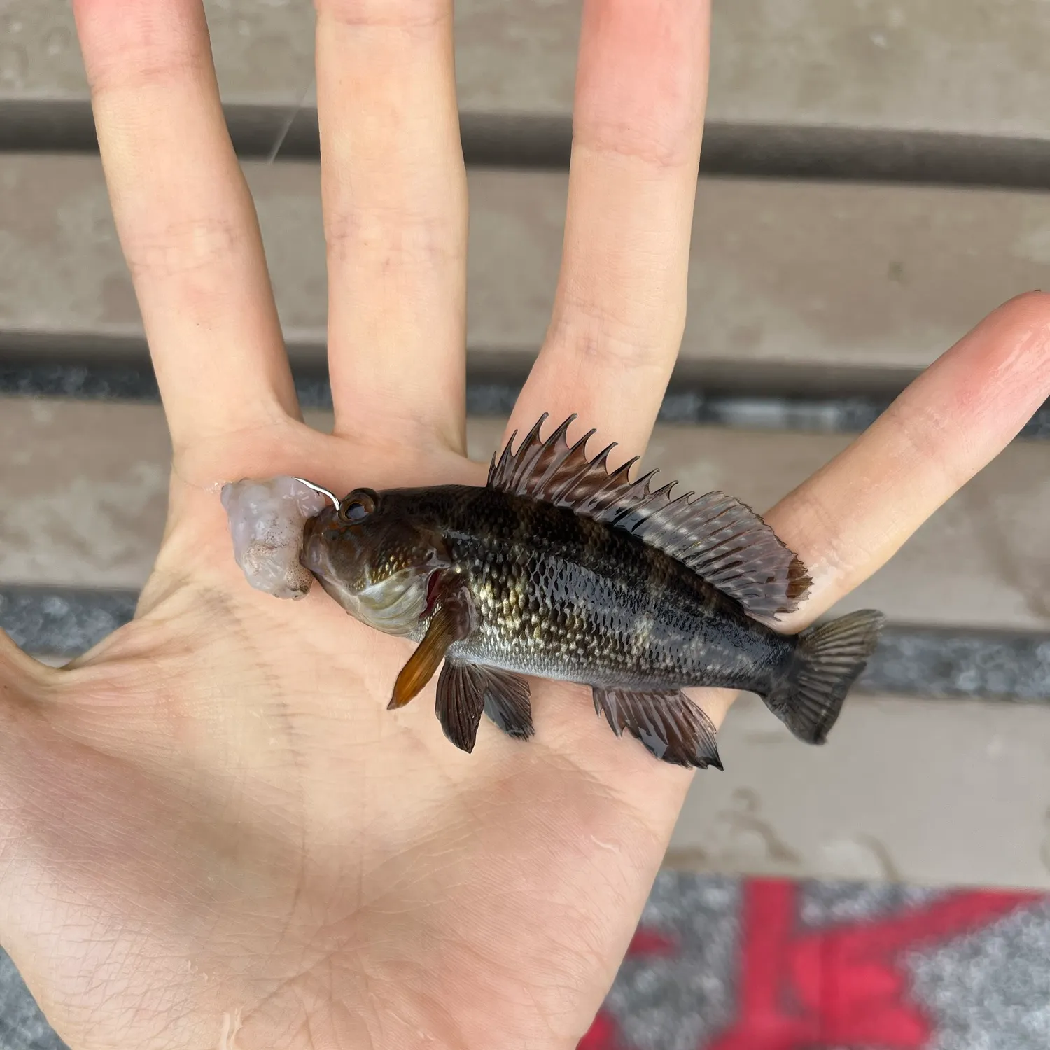 Black sea bass caught on Fishbrain