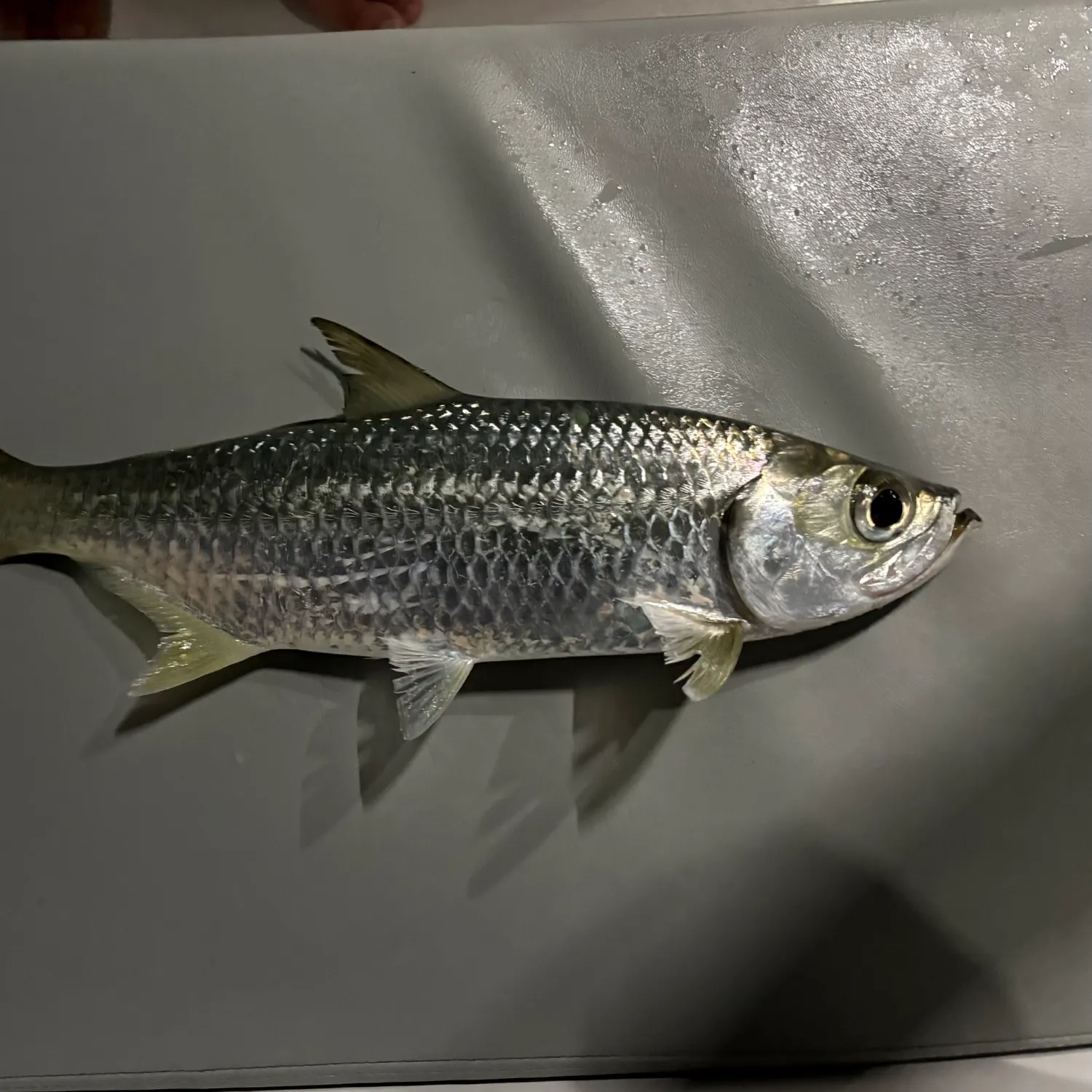 The most recent Indo-Pacific tarpon catches on Fishbrain