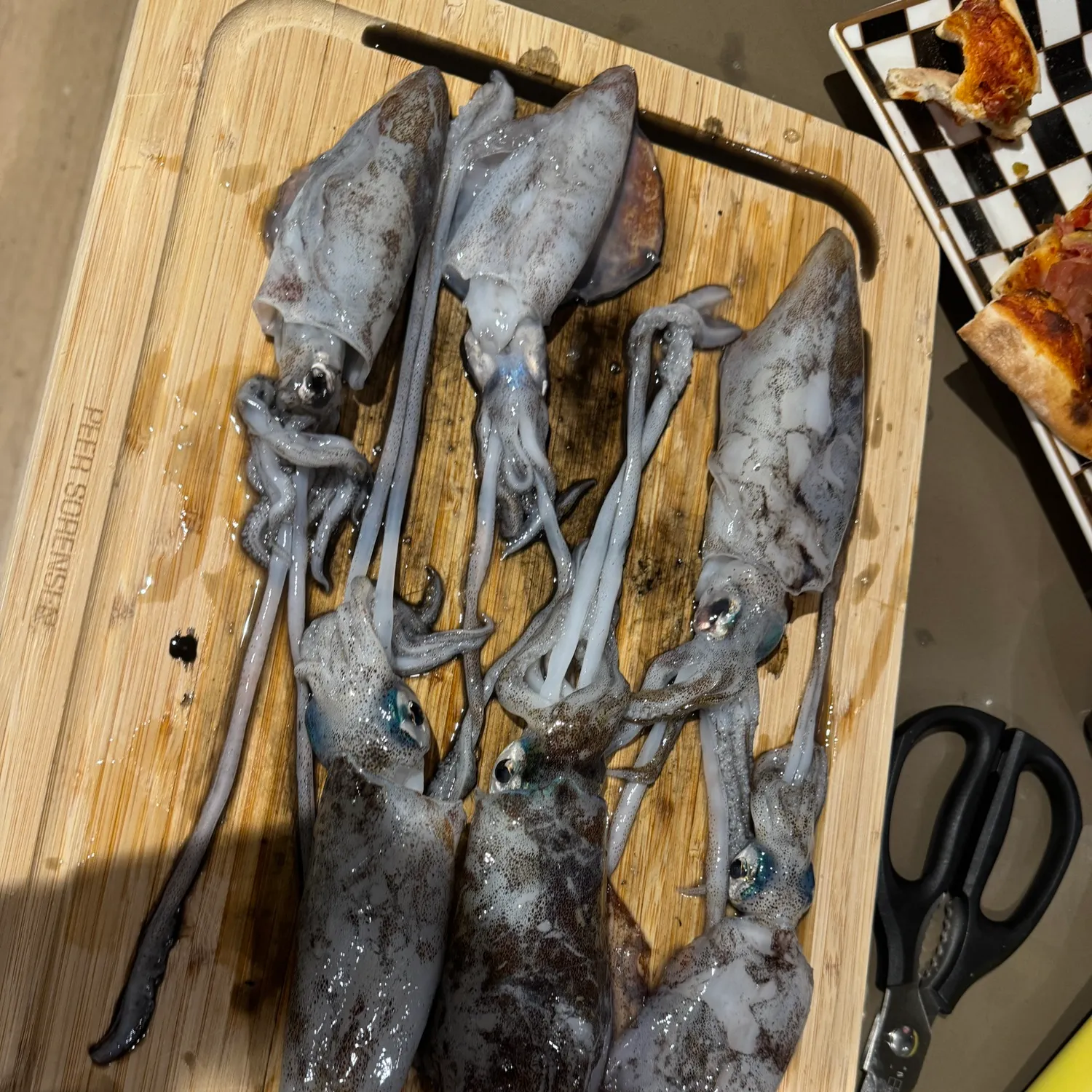 The most recent Southern calamari catches on Fishbrain