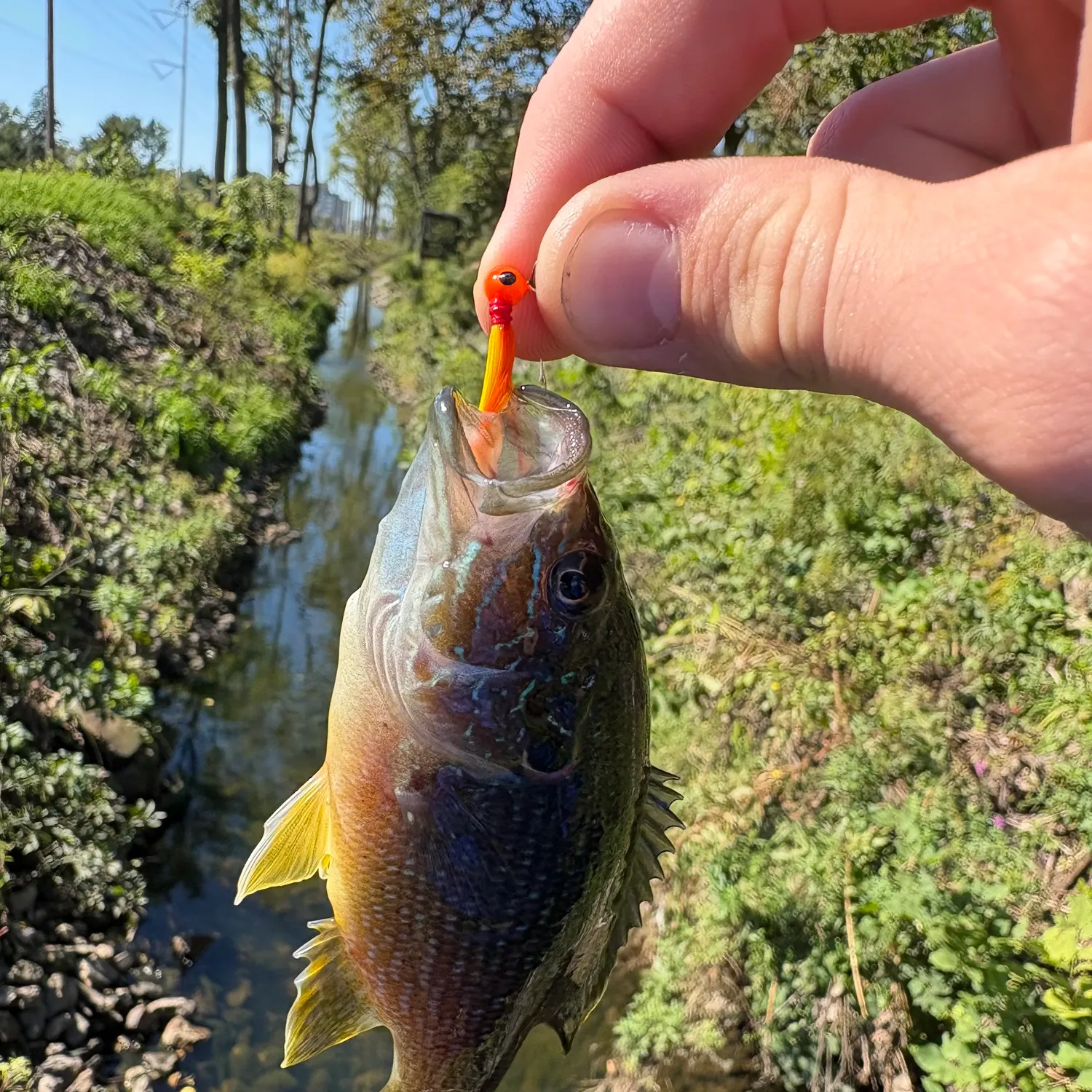 Green sunfish caught on Fishbrain