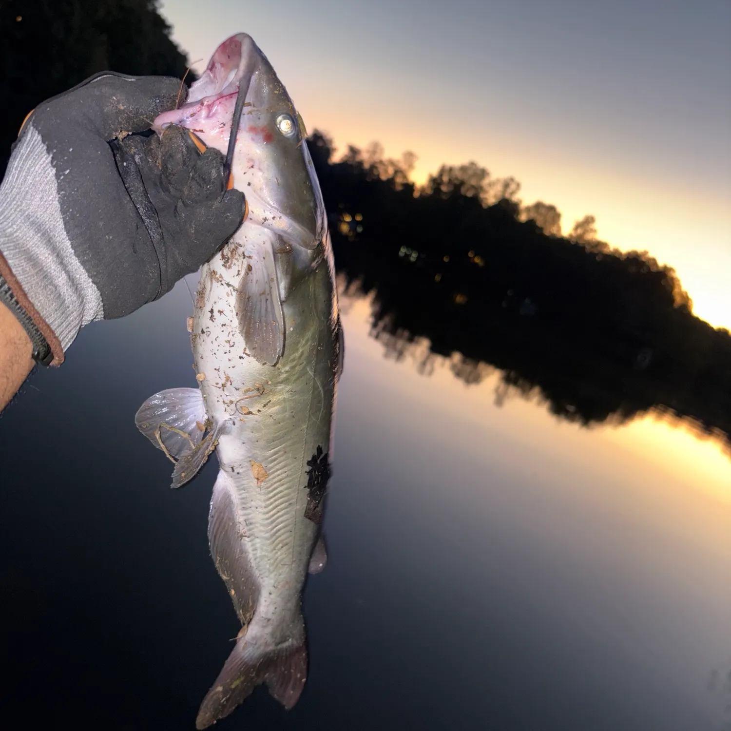 Channel catfish caught on Fishbrain