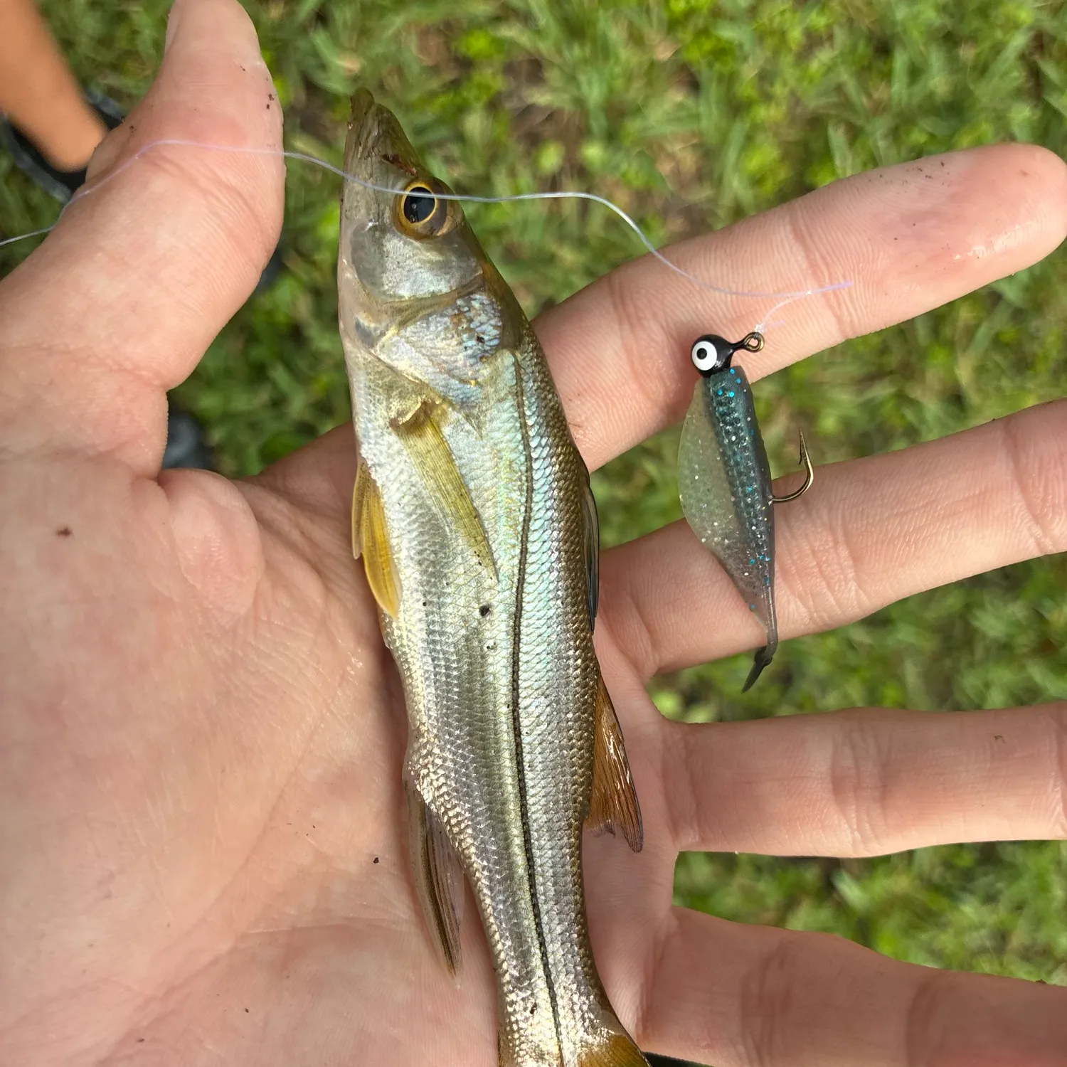 Common snook caught on Fishbrain