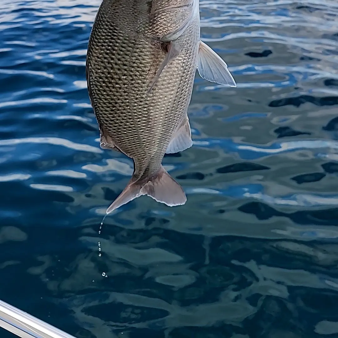 The most recent White margate catches on Fishbrain