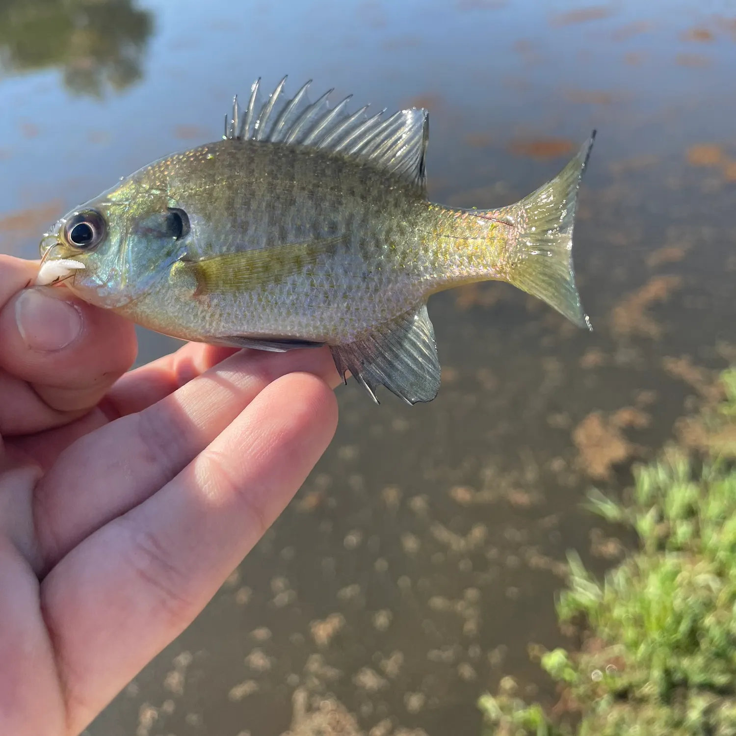 Bluegill caught on Fishbrain