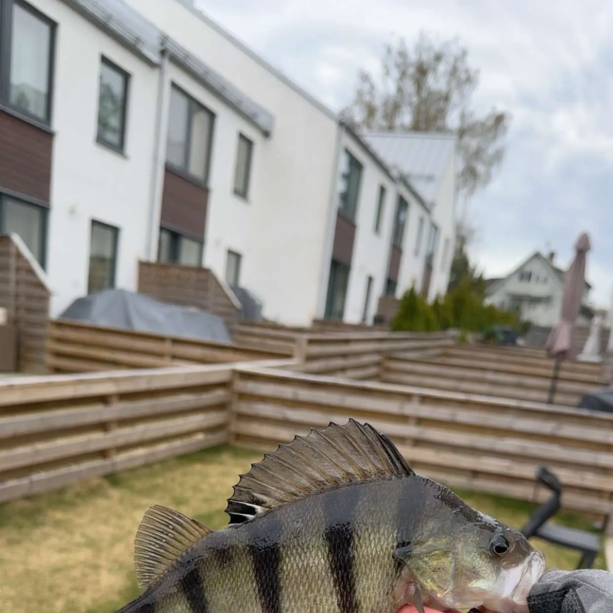 European perch caught on Fishbrain