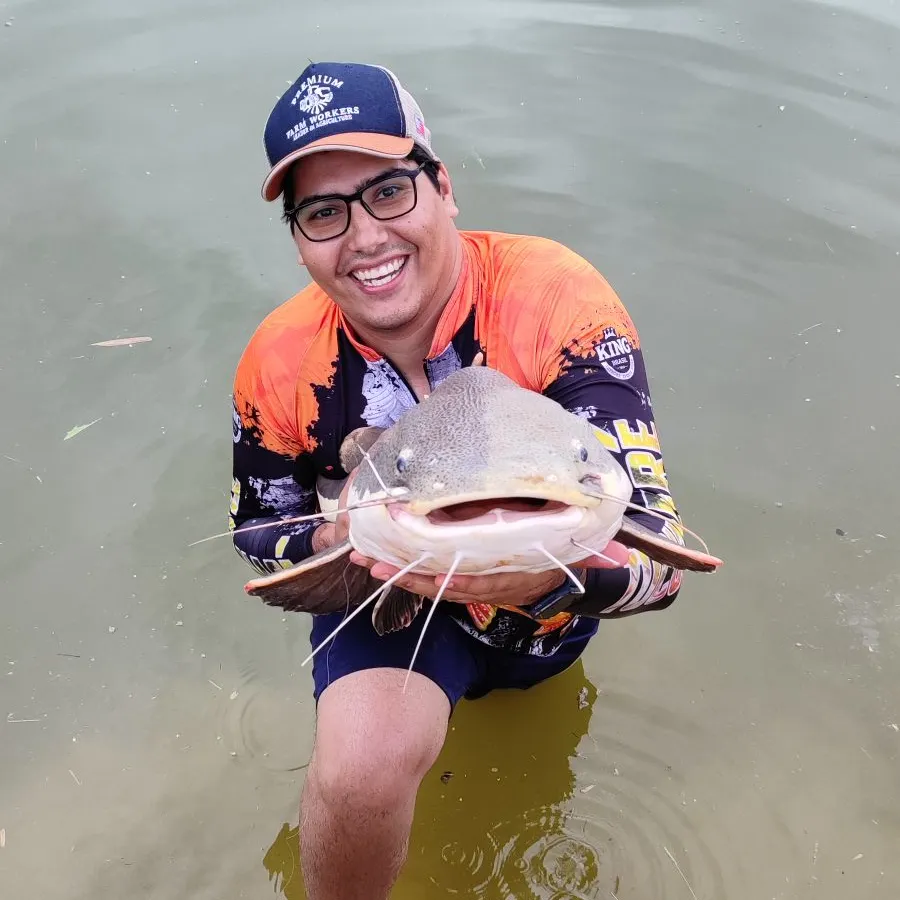 The most recent Redtail catfish catches on Fishbrain