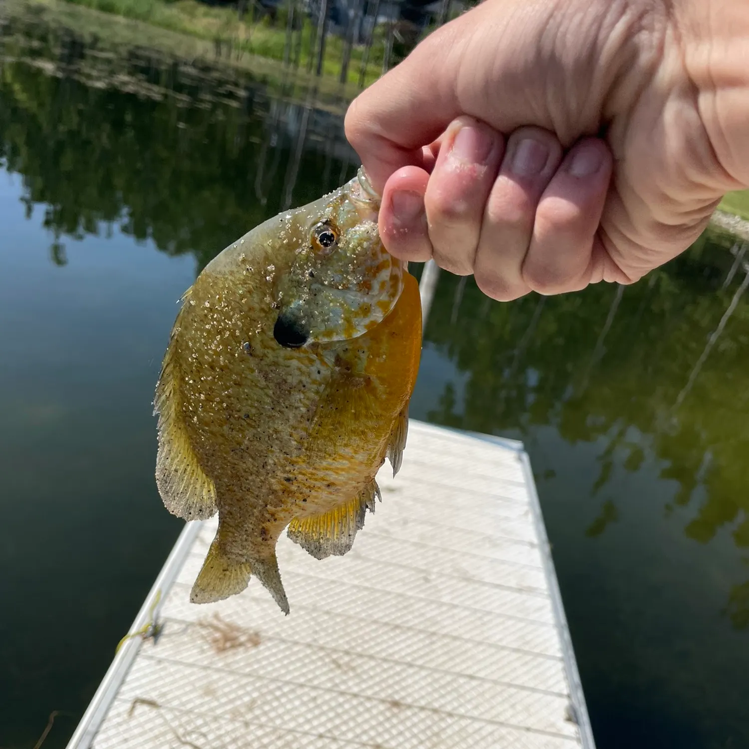 Bluegill caught on Fishbrain