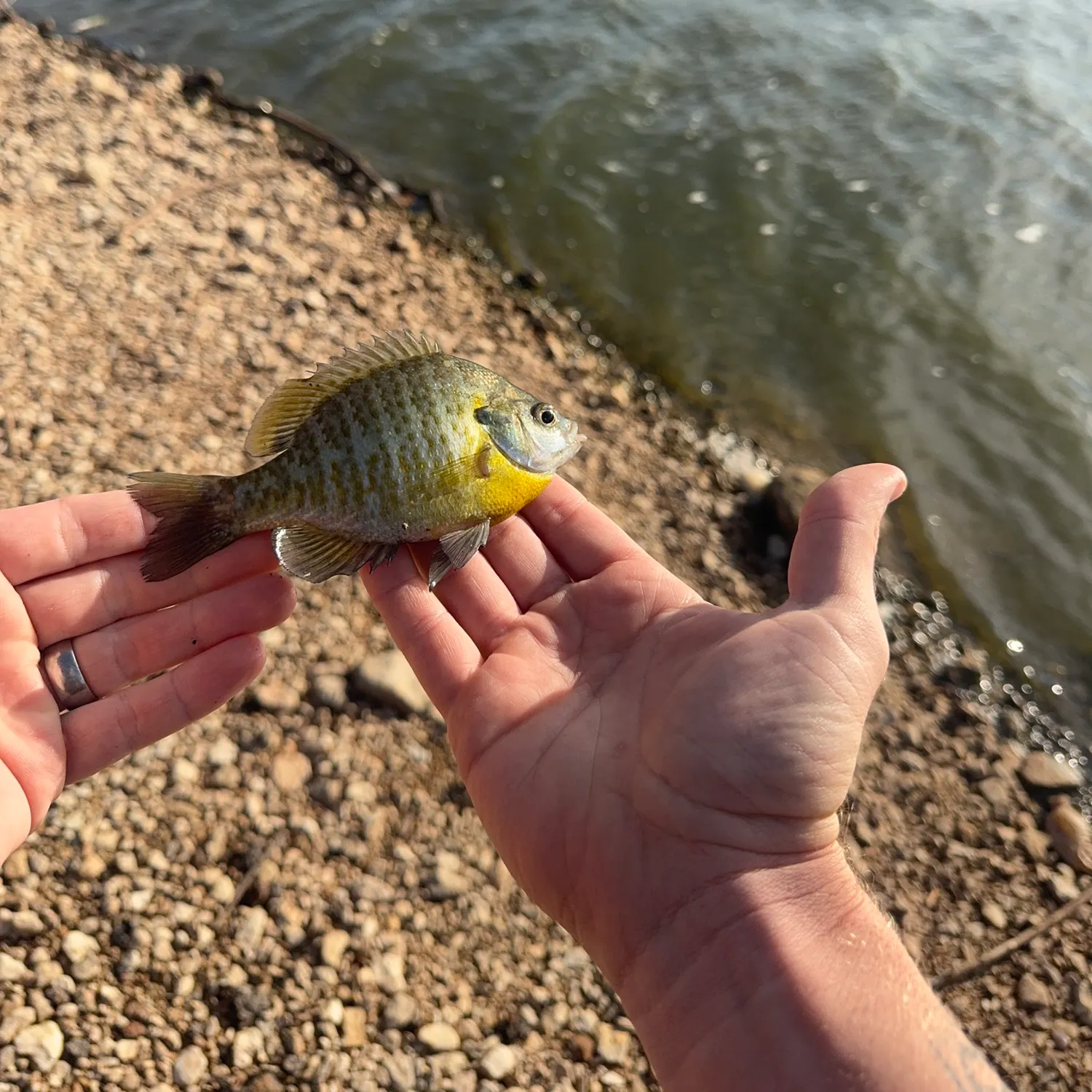 Bluegill caught on Fishbrain