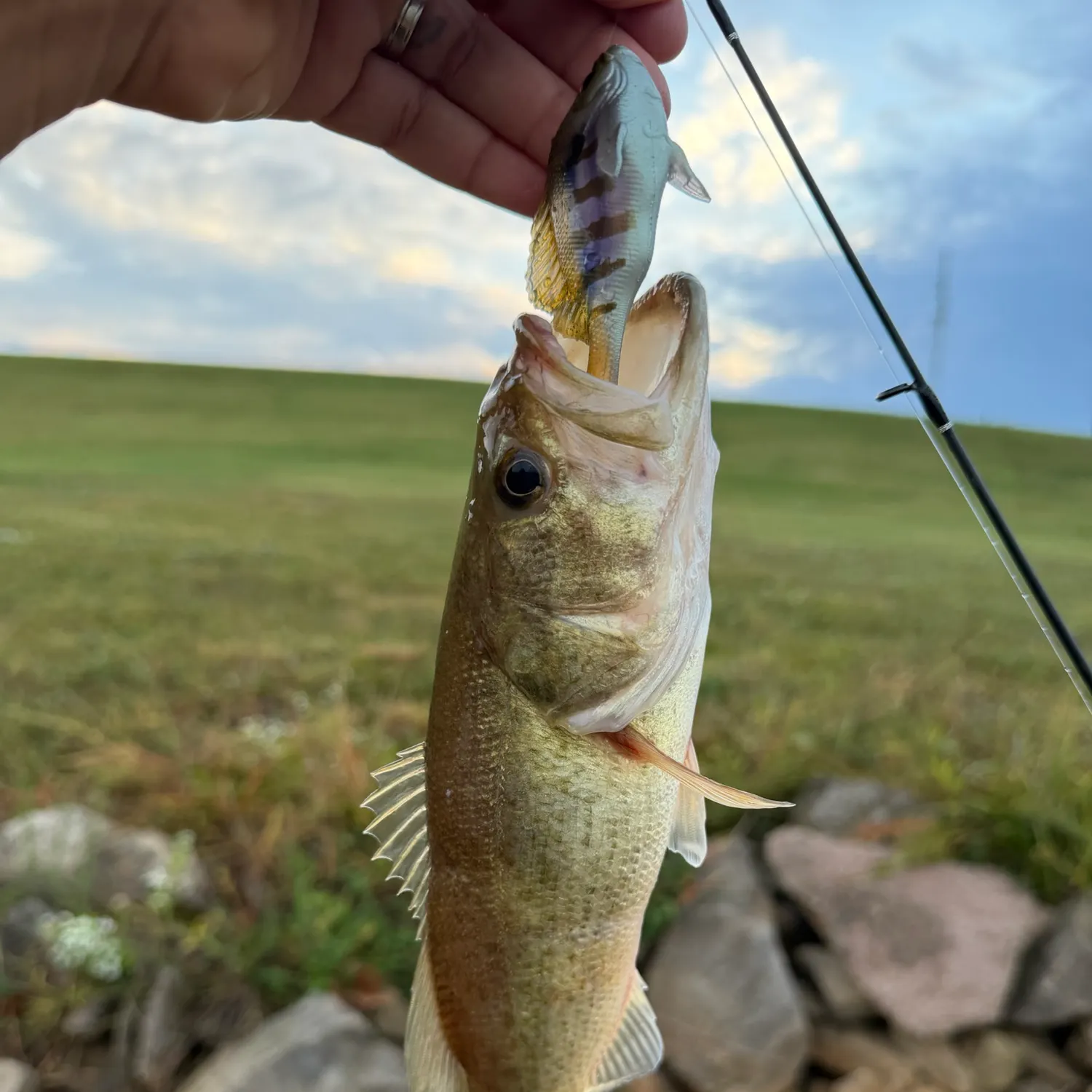 Largemouth bass caught on Fishbrain