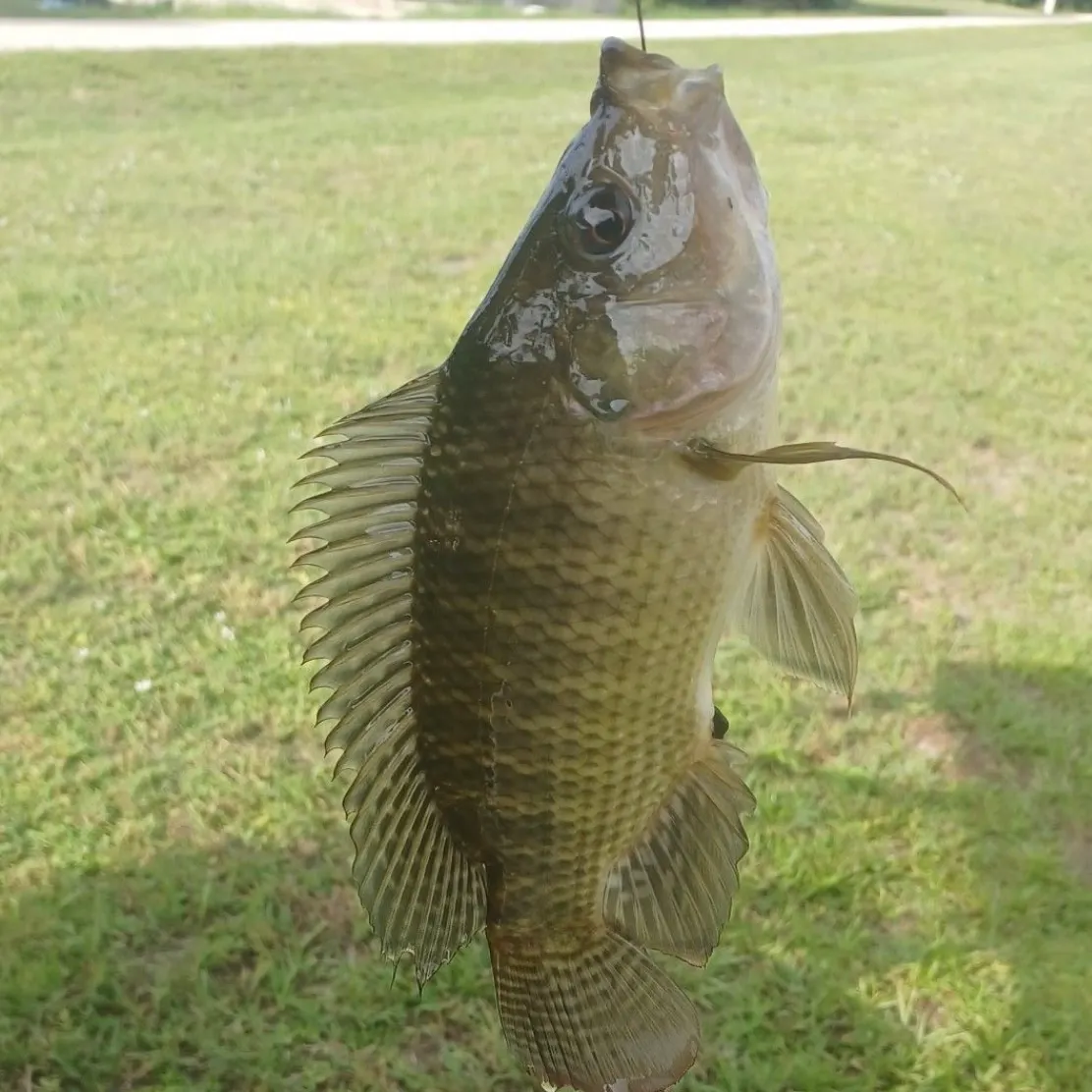 Nile tilapia caught on Fishbrain