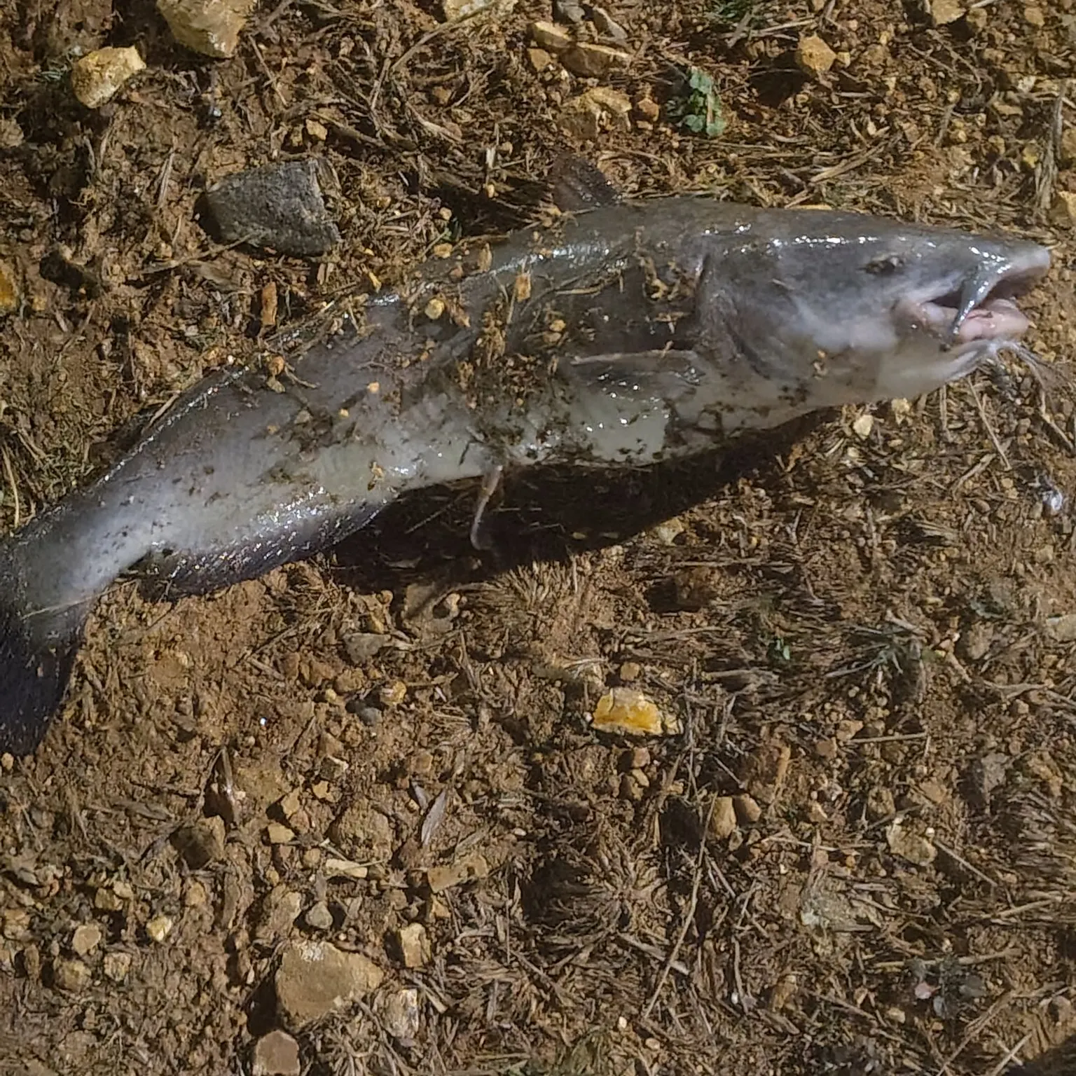 Channel catfish caught on Fishbrain