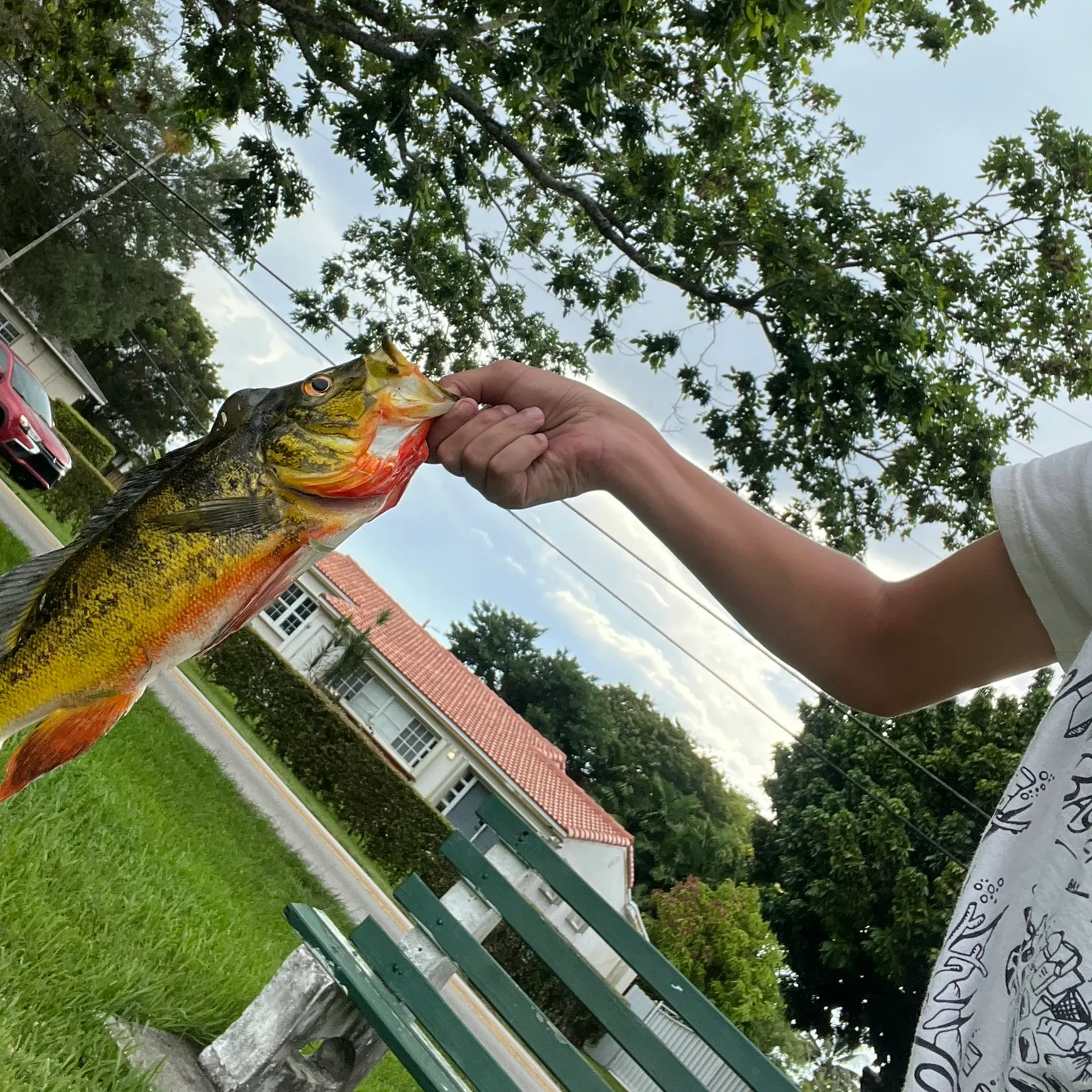 The most recent Butterfly peacock bass catches on Fishbrain