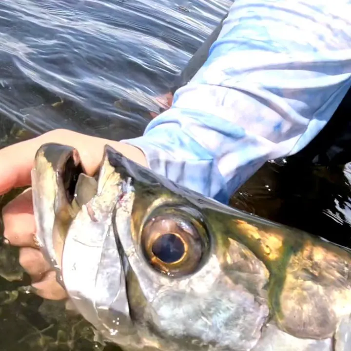 Tarpon caught on Fishbrain