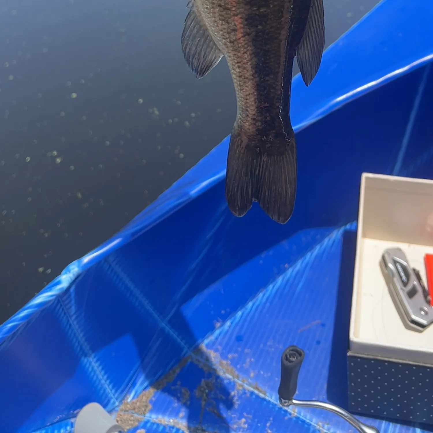 angler catch