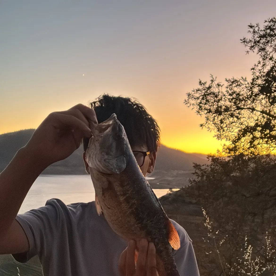 Spotted bass caught on Fishbrain