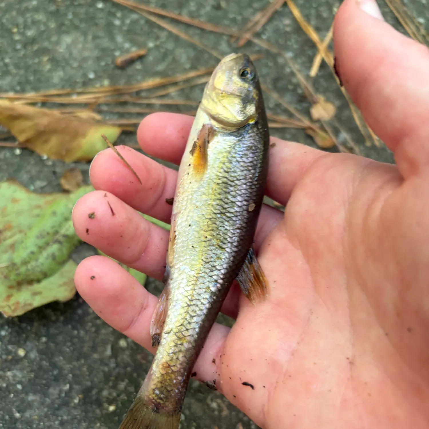 Creek chub caught on Fishbrain