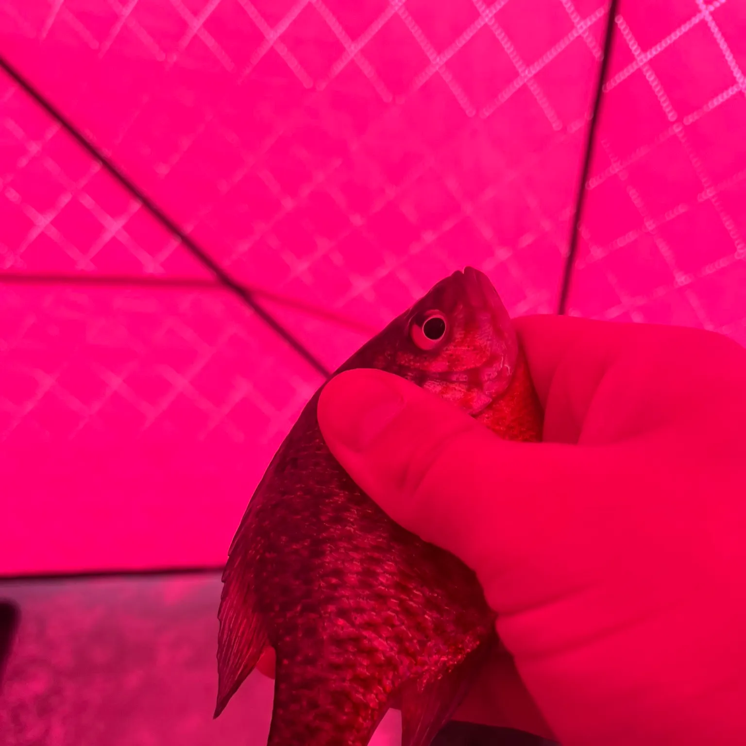 The most recent Pumpkingill hybrid catches on Fishbrain