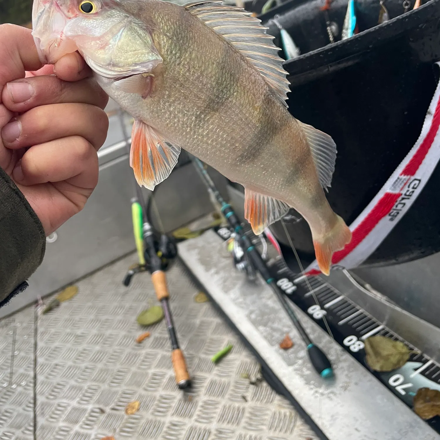 European perch caught on Fishbrain