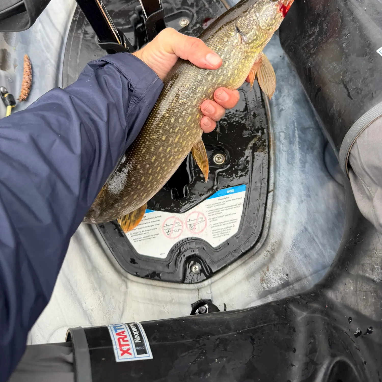 Northern pike caught on Fishbrain