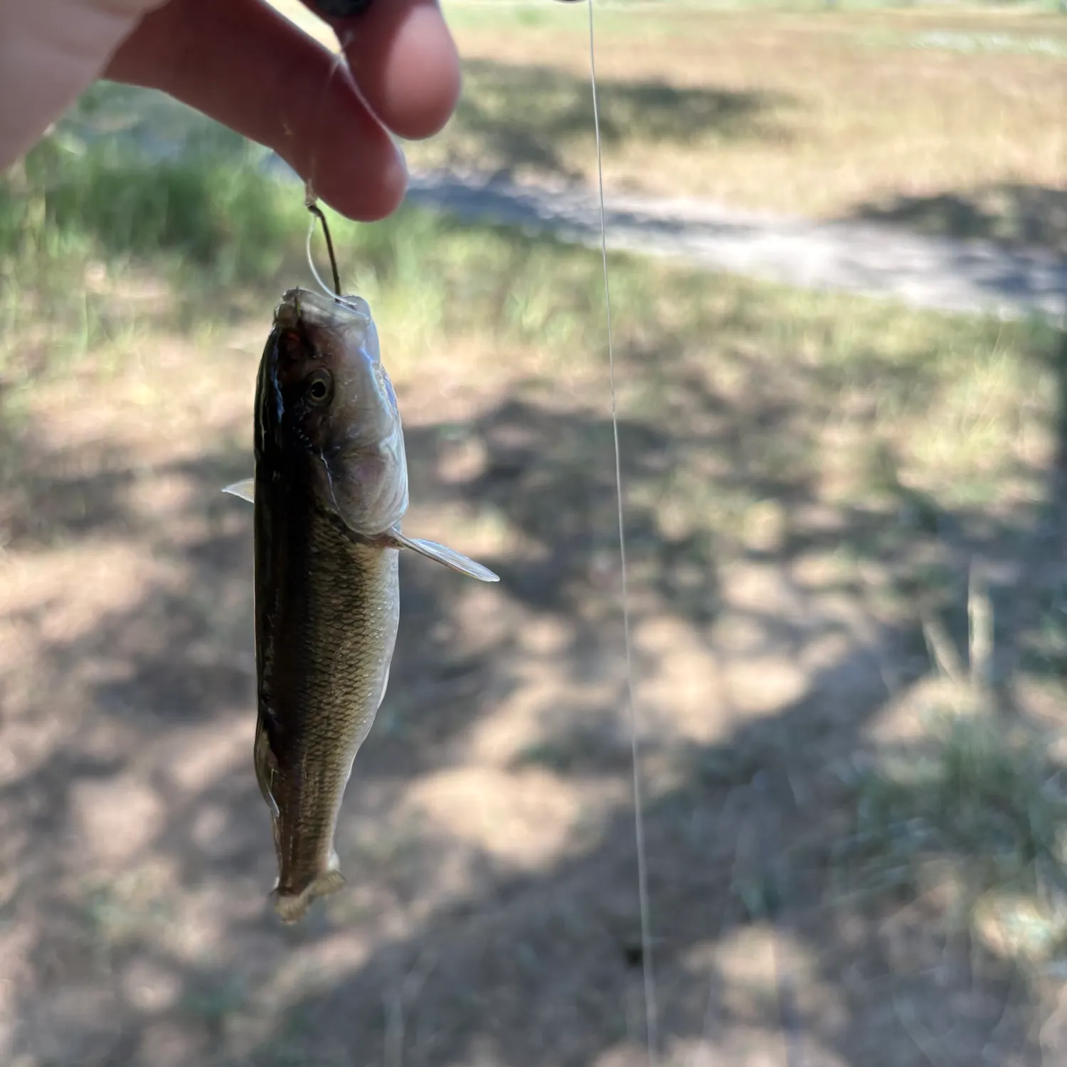 Creek chub caught on Fishbrain
