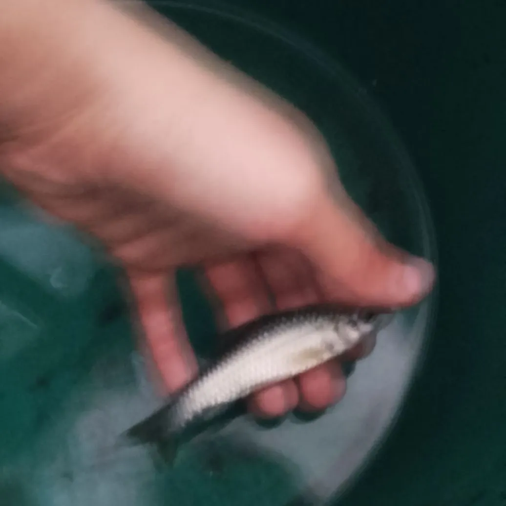 Common carp caught on Fishbrain
