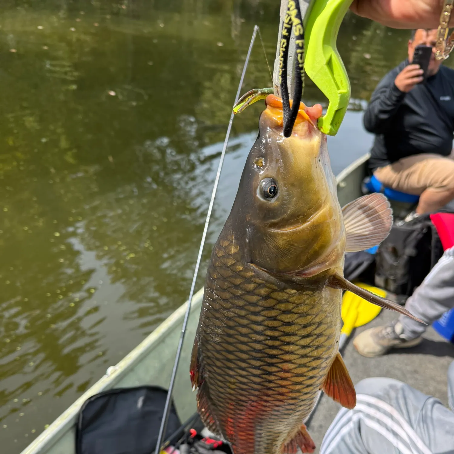 Common carp caught on Fishbrain