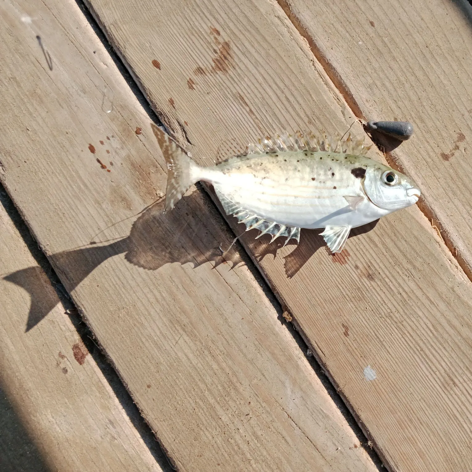 The most recent Marbled Spinefoot catches on Fishbrain