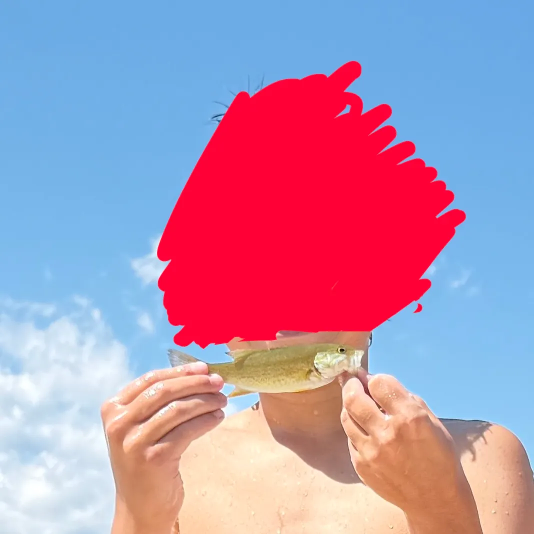 Smallmouth bass caught on Fishbrain